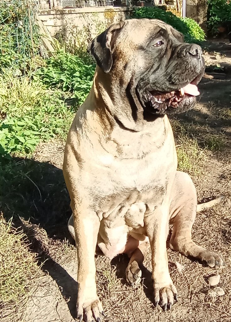 Tilda Des Sentinelles Des Essarts