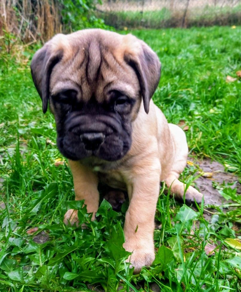 Lys - Chiots disponibles - Bullmastiff