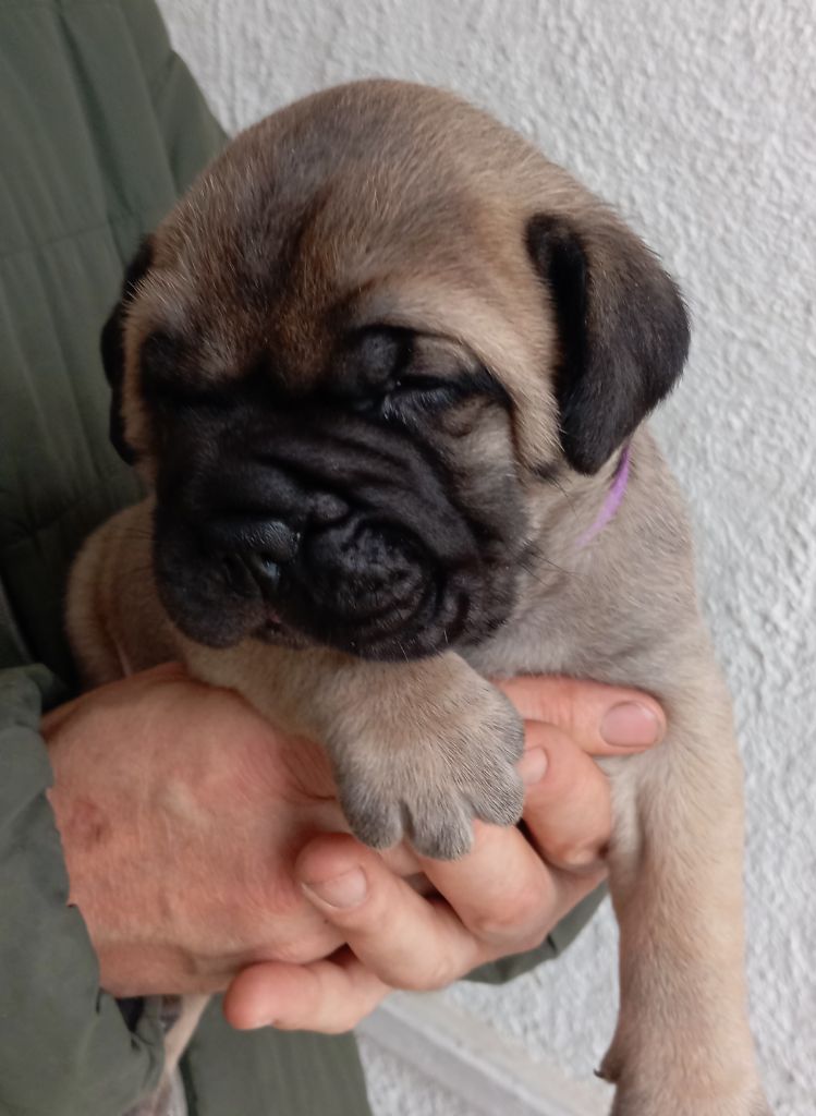Lys - Chiots disponibles - Bullmastiff