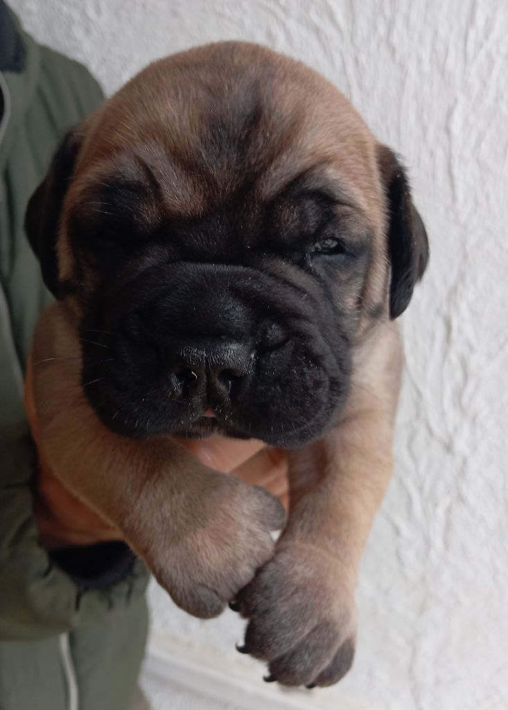 Lys - Chiots disponibles - Bullmastiff