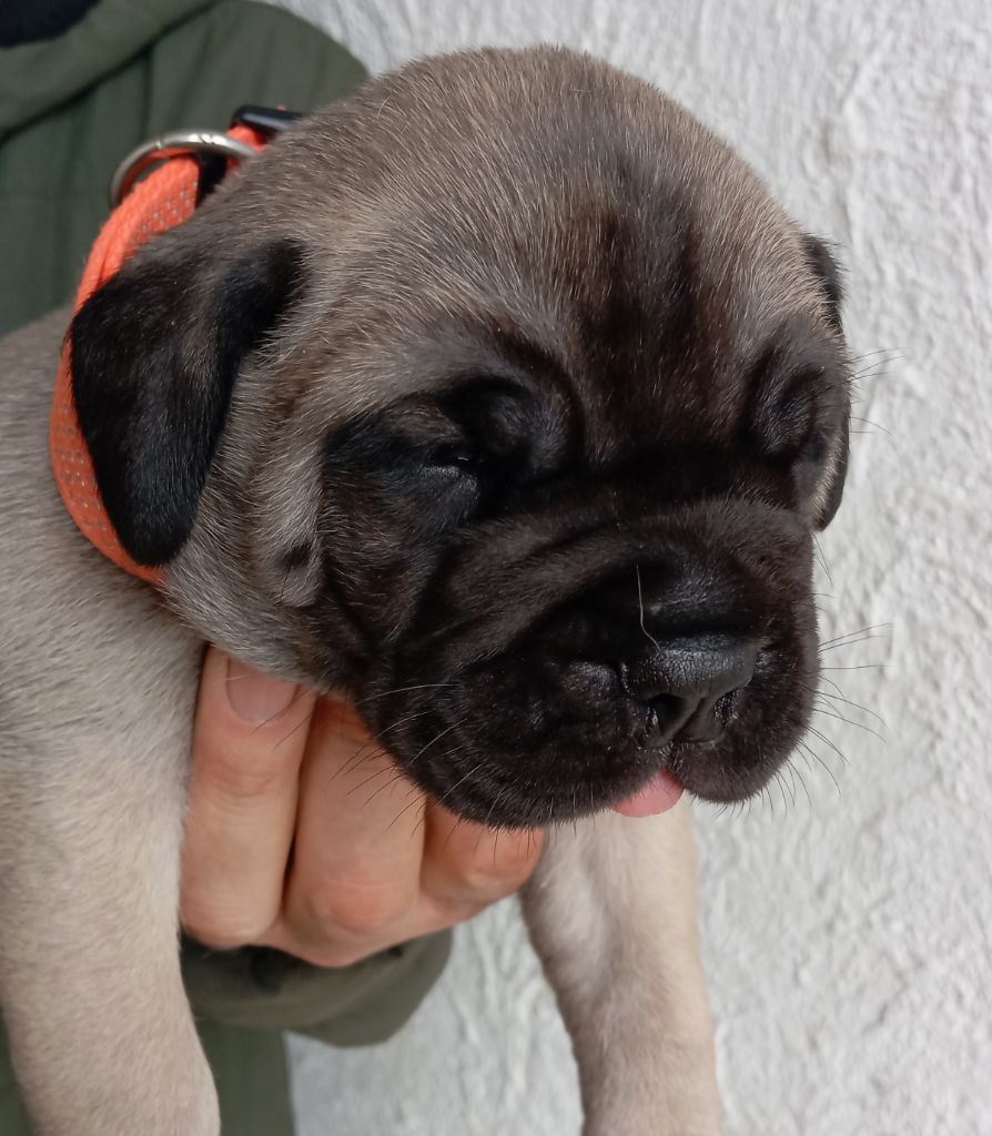 Lys - Chiots disponibles - Bullmastiff